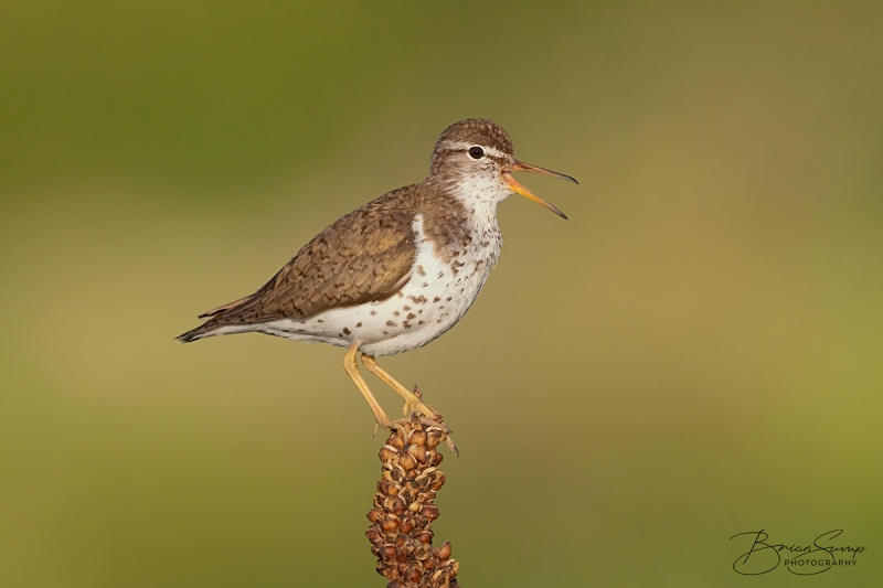 blog-sump-spotty-20210703-Spotted-Sandpiper-Mullein-Calling-Brian-Sump-BSR55788-6837px-D32-L75-brushwhite-brush-t