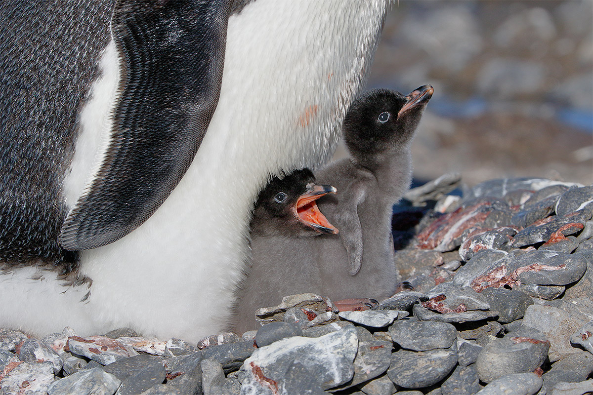 adelie-penguin-chicks-begging-to-be-fed-_y8a5386-brown-bluff-antarctica