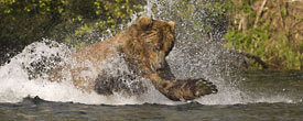 Brown Bear in Denali National Park by Hugh Rose