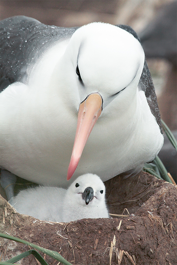 anita-black-browed-albatross-with-chick-_mg_8290-steeple-jason-island-the-falklands