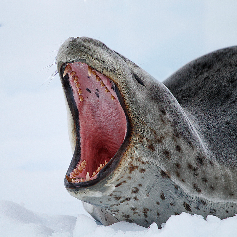 anita-leopard-seal-yawning-_mg_3733-southern-ocean