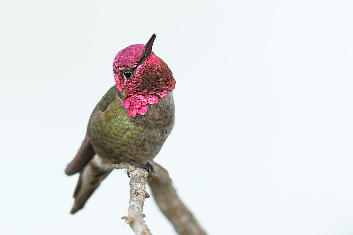 annas-hummingbird-male-impr-aidan-_y8a1887-morro-bay-ca