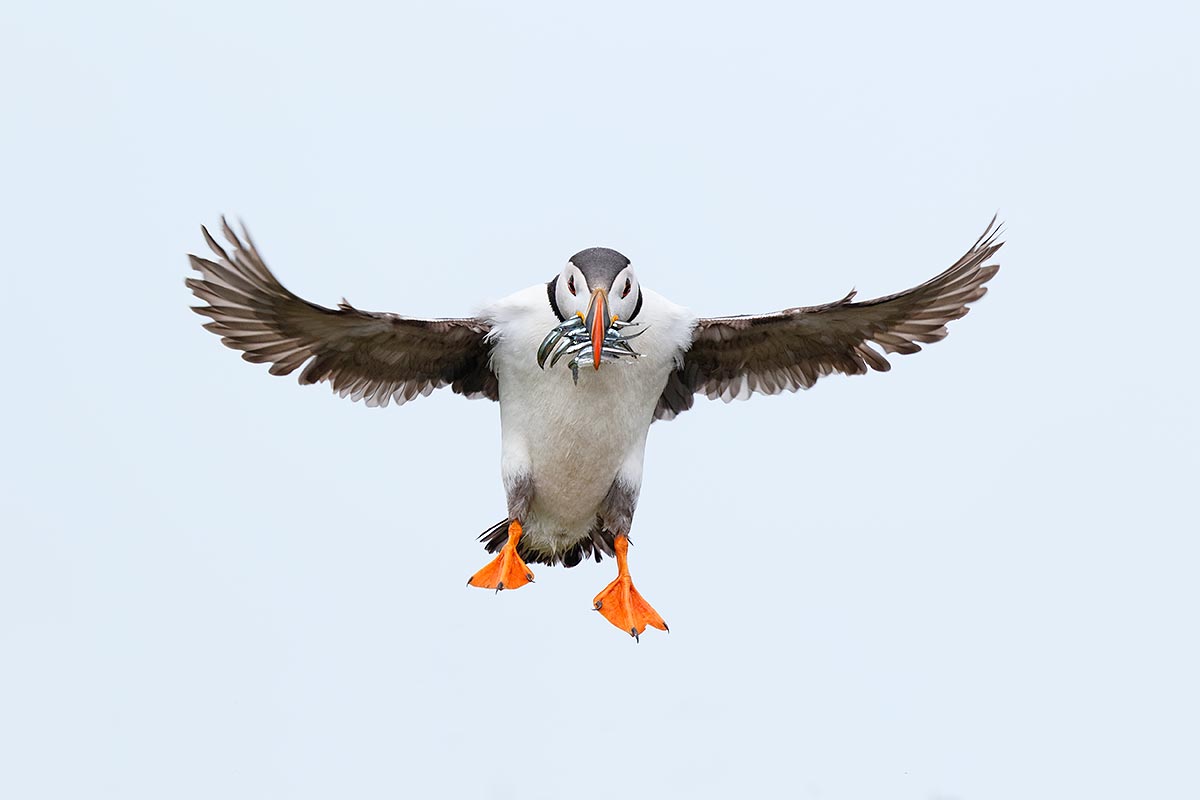 atlantic-puffin-incoming-breaking-with-fish-_y8a0781-seabird-isles-off-seahouses-uk