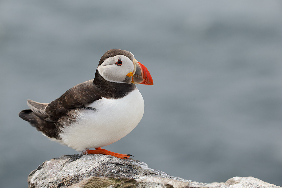 atlantic-puffin-on-rock-_y5o7058-islands-off-seahouses-uk