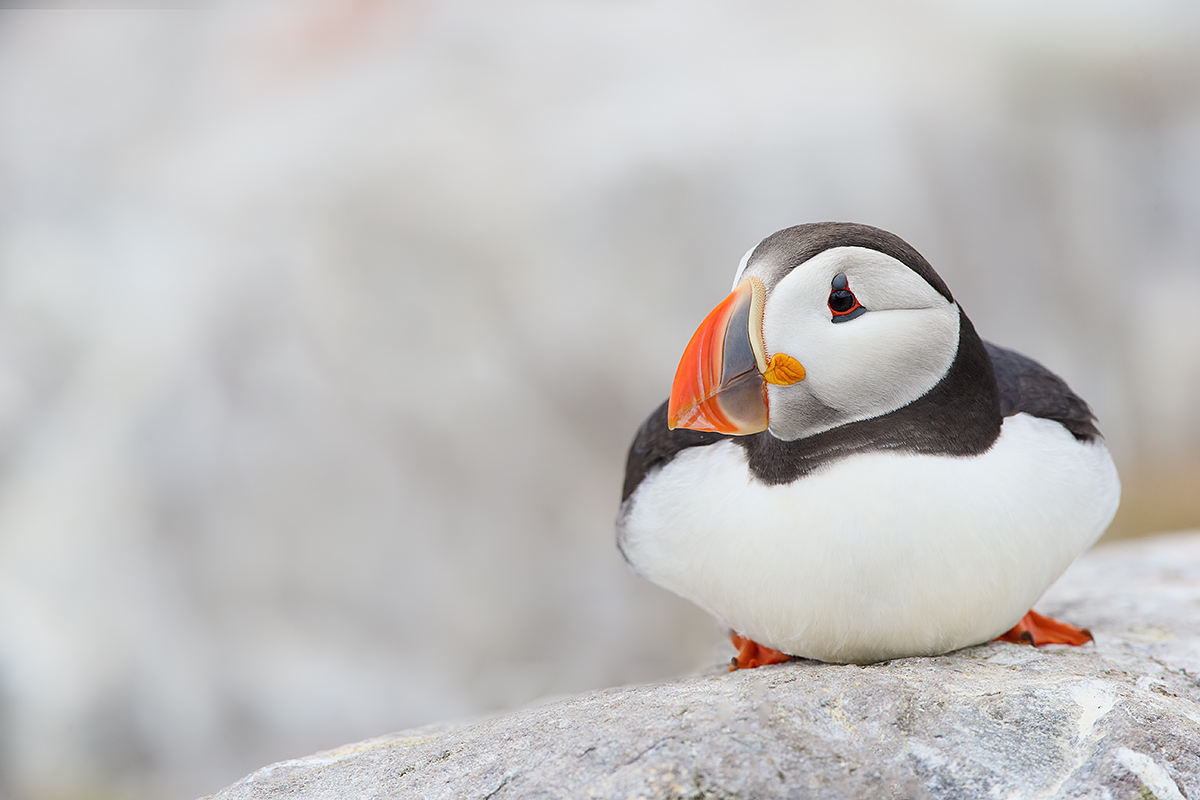atlantic-puffin-on-rock-_y7o6362-seabird-islands-off-seahouses-uk