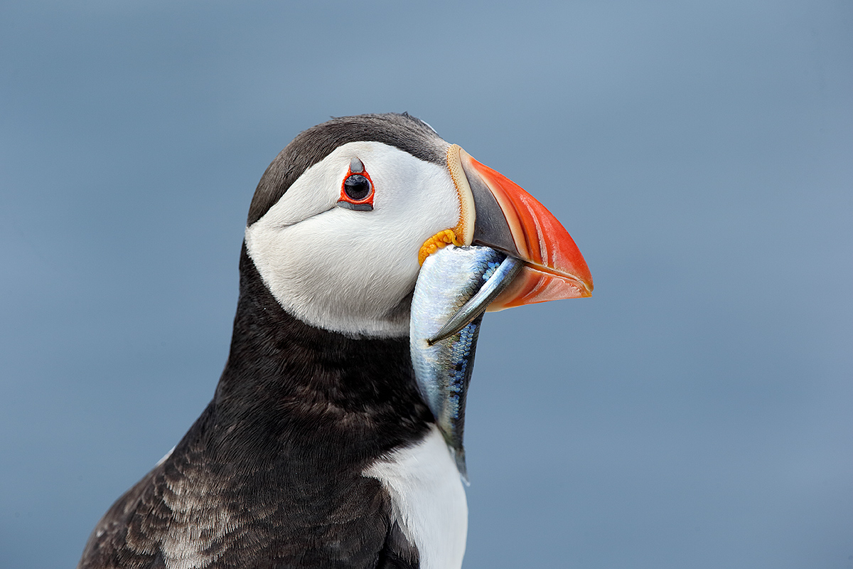 atlantic-puffin-w-2-species-of-fish-in-bill-_y7o6167-seabird-islands-off-seahouses-uk