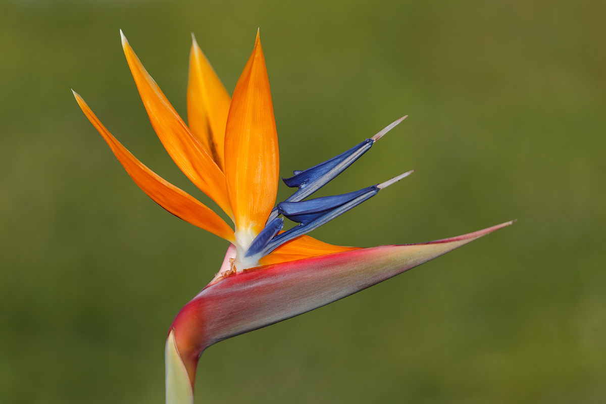 bird-of-parasids-flower-_y5o3008-coronado-ca