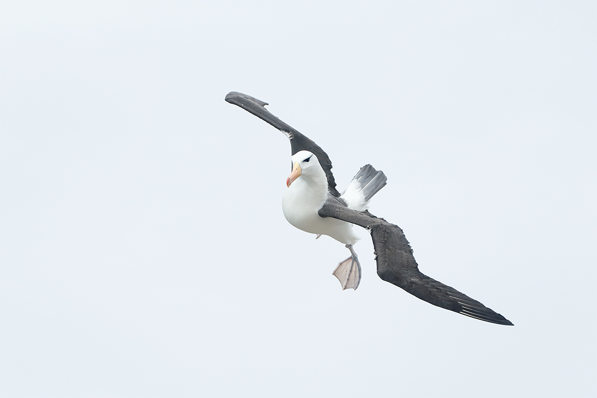 black-browed-albatross-flight-_y5o1222-new-island-the-falklands