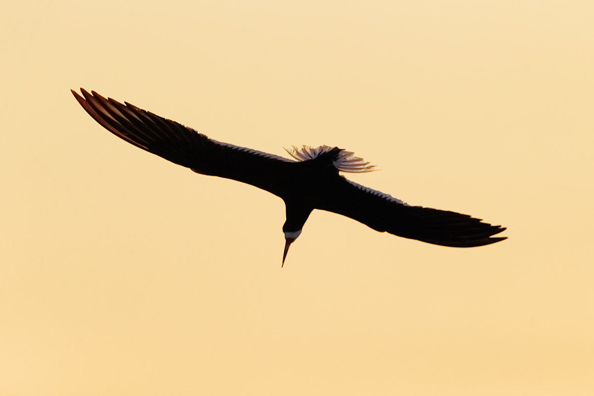 black-skimmer-diving-on-another-at-dawn-_y7o6732-nickerson-beach-li-ny