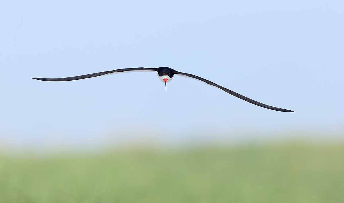 black-skimmer-in-flight-above-beach-grasses-_y7o5014-nickerson-beach-li-ny