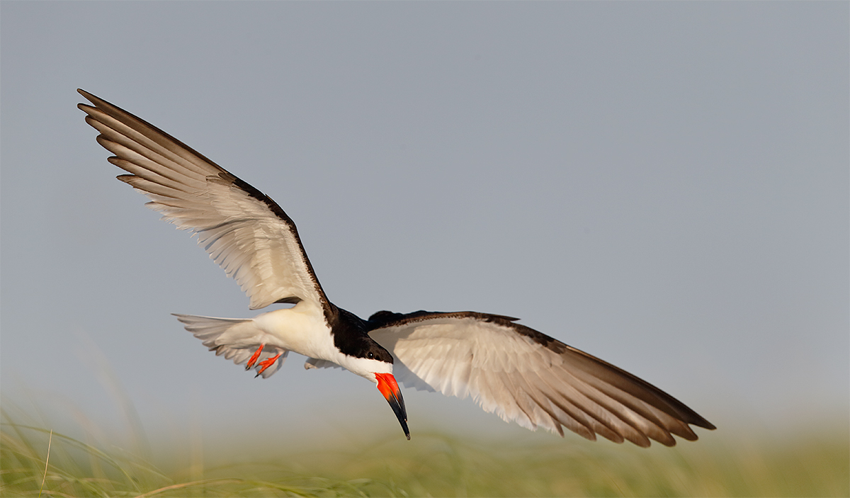 black-skimmer-landing-approach-to-nest-in-beach-grass-_y5o9986-nickerson-beach-li-ny