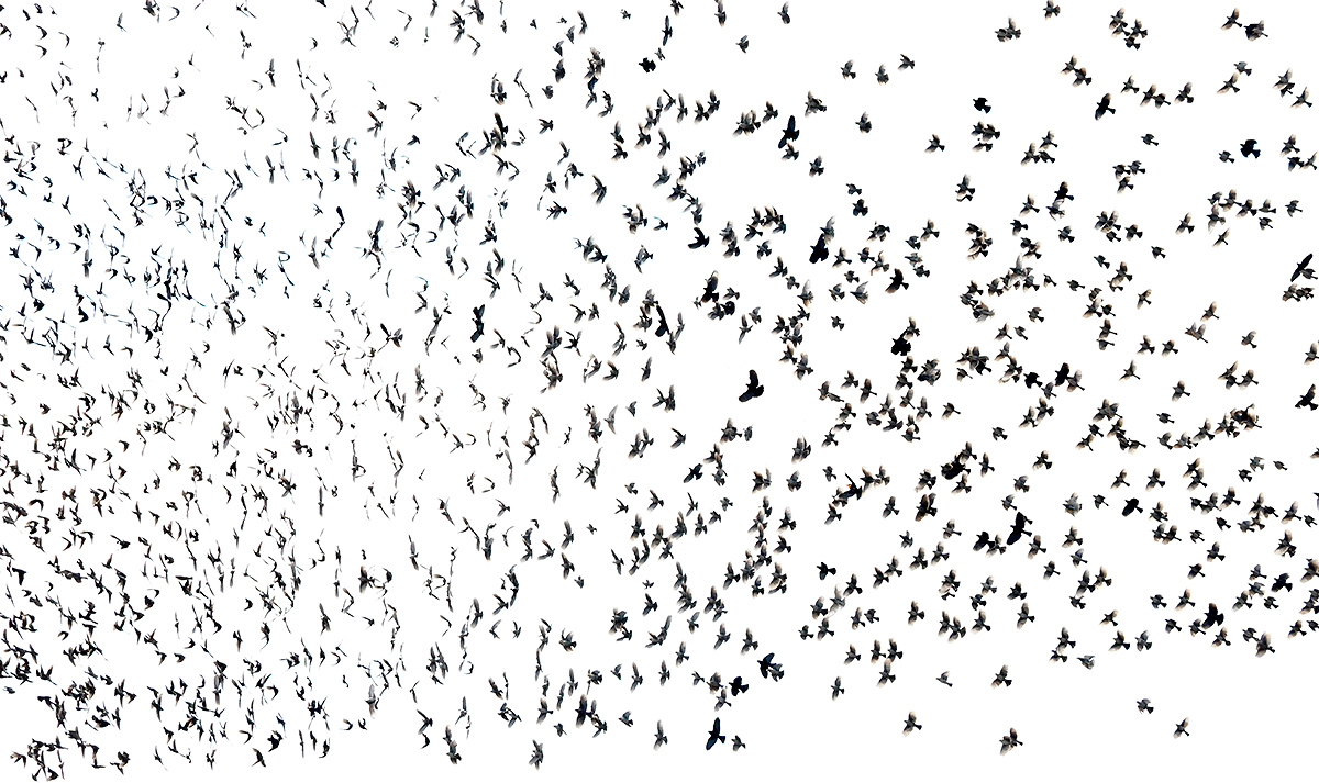 blackbird-flock-in-flight-one-bird-moved-_y7o9937-bosque-del-apache-nwr-san-antonio-nm