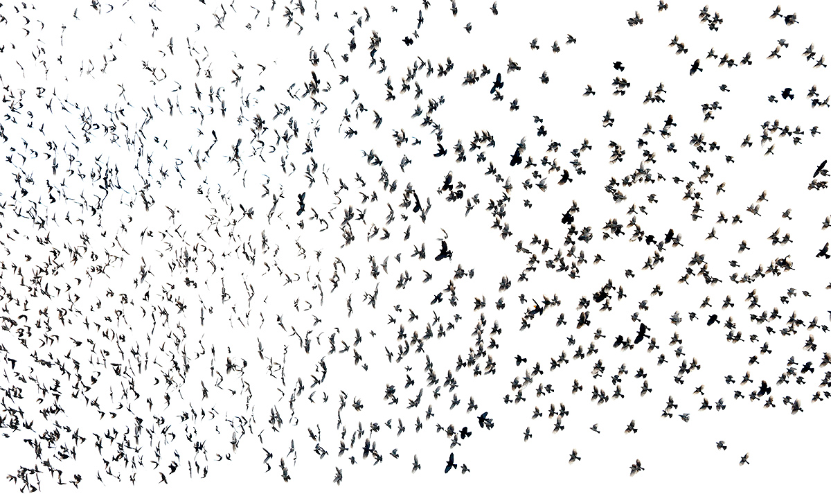 blackbird-flock-in-flight_y7o9937-bosque-del-apache-nwr-san-antonio-nm