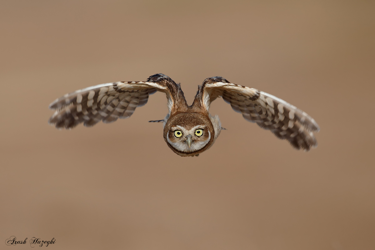 bpn-arash-b-owl