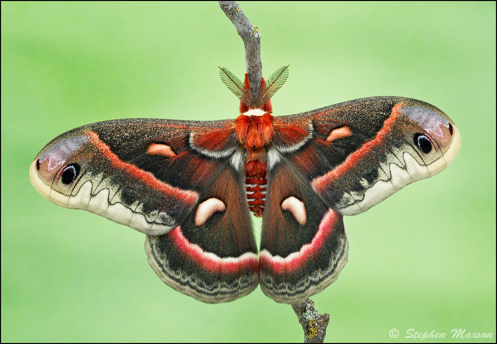 bpn-macro-cecropia-moth_41e9719