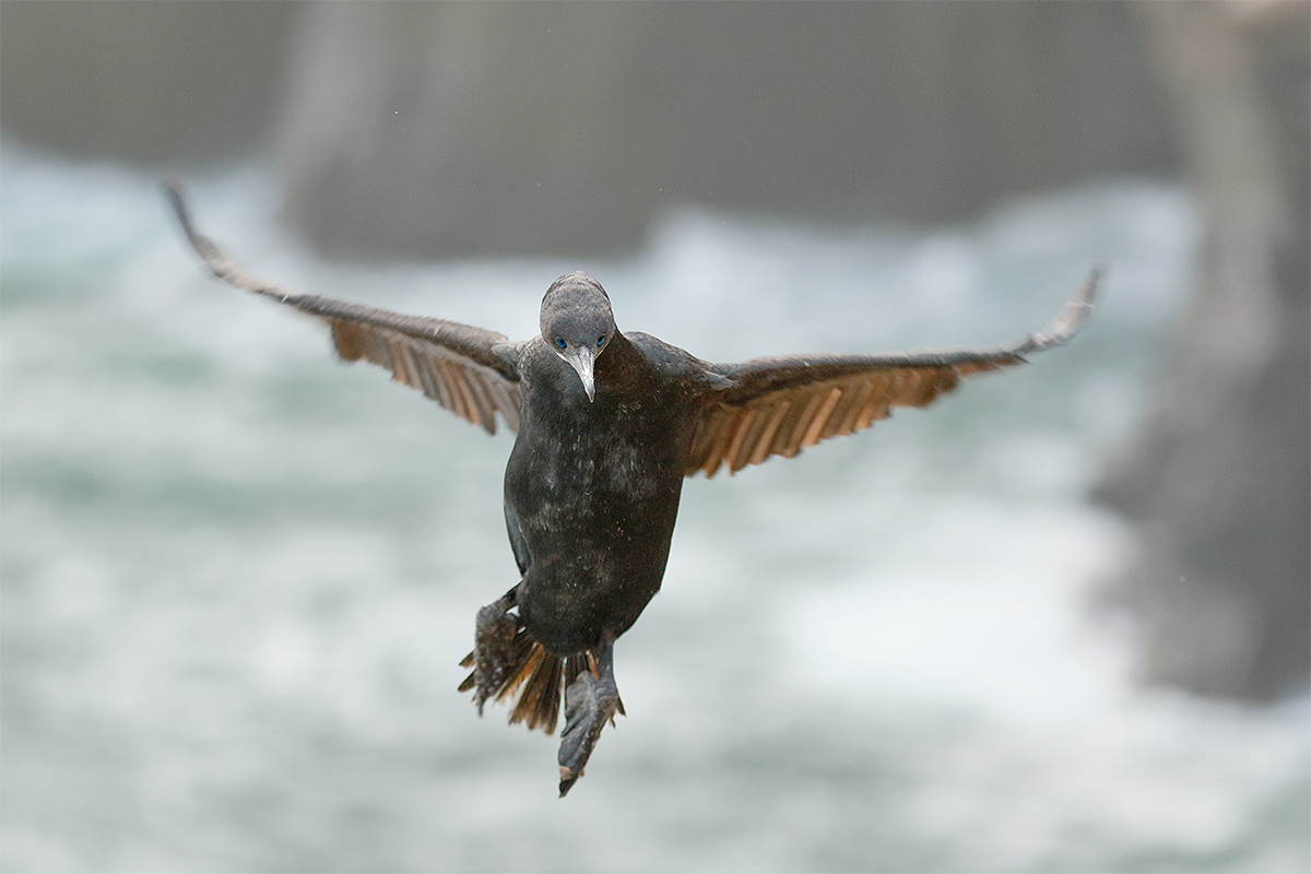 brandts-cormorant-landing-on-foggy-morning-_y8a7460-la-jolla-ca
