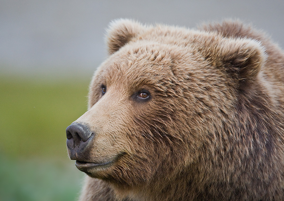 brown-bear-smiling-face-_10j0050-kukak-bay-katmai-national-park-ak