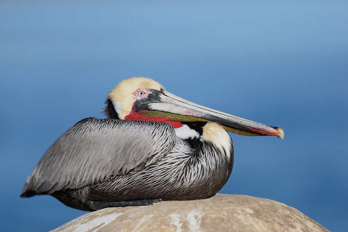 brown-pelican-300-f-2