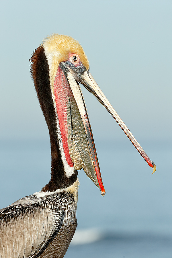 brown-pelican-bill-open-_y7o0078-la-jolla-ca