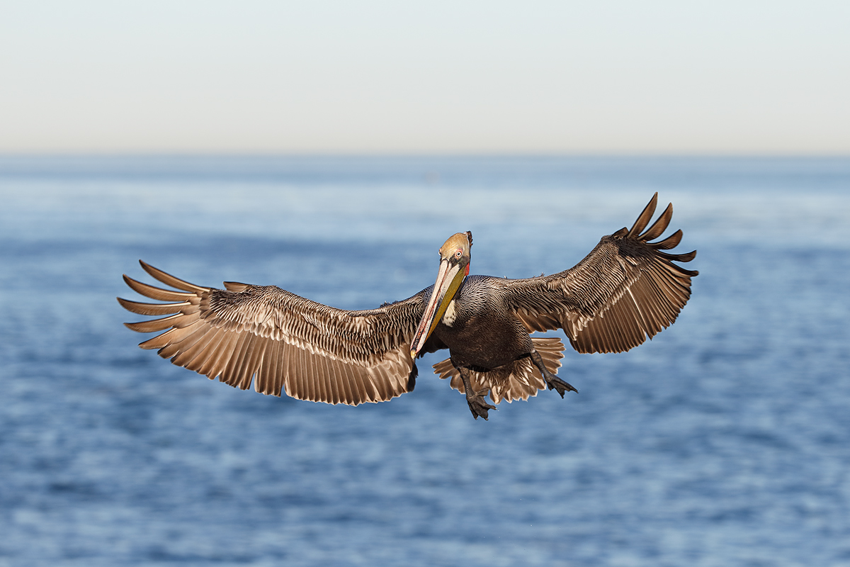 brown-pelican-coming-in-for-landing-_y5o2480-lajolla-ca