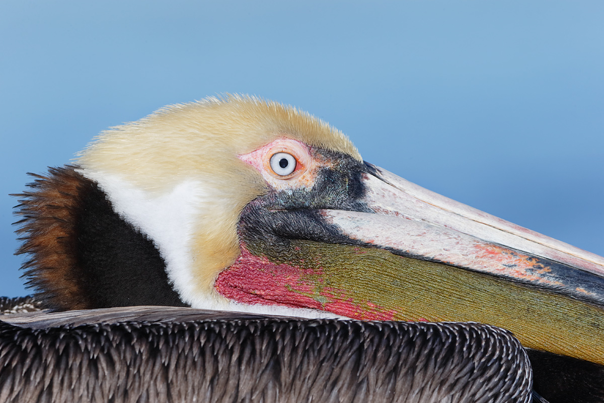 brown-pelican-face-200-400-at-560mm-_y7o2853-lajolla-ca