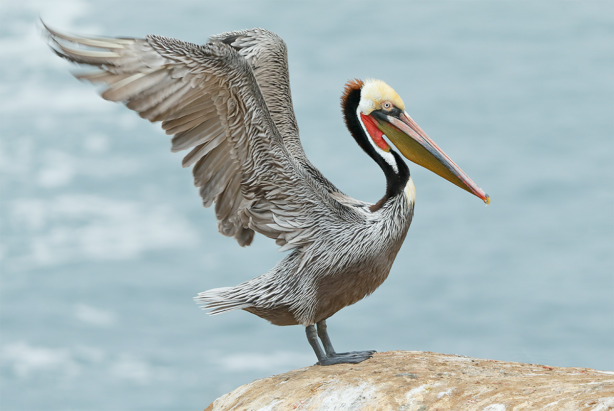 brown-pelican-flapping-in-place-_y5o8432-la-jolla-ca