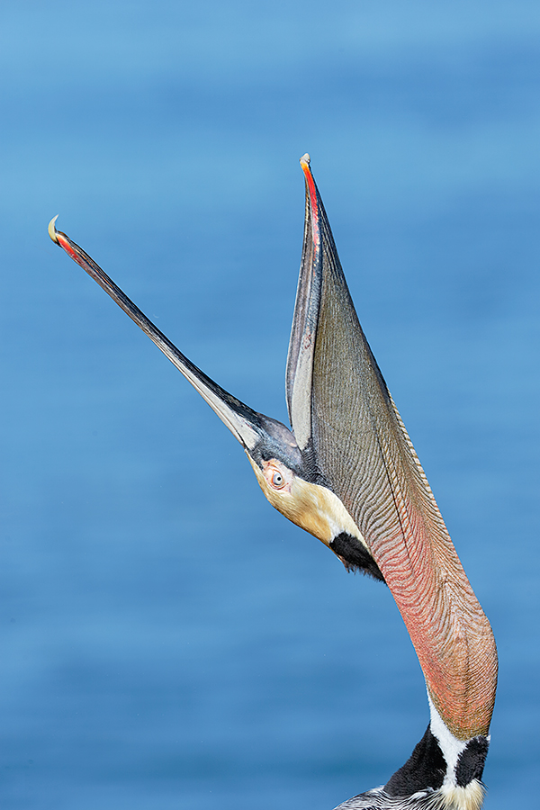 brown-pelican-head-throw-_y7o3188-lajolla-ca