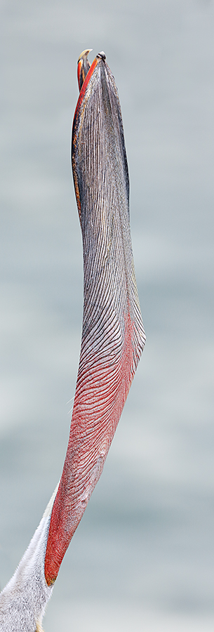 brown-pelican-head-throw-bottom-view-_r7a4286-la-jolla-ca