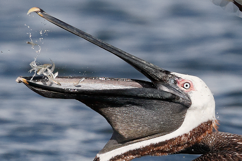 brown-pelican-head-w-load-of-tiny-batifish