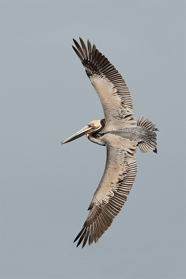 brown-pelican-in-flight-vertical-orig-5o8573-la-jolla-ca