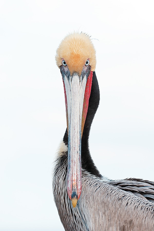 brown-pelican-looking-down-the-lens-barrel-_y7o9413-la-jolla-ca