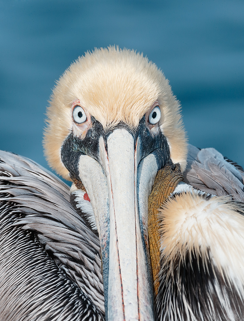brown-pelican-near-square-staring-_y7o0202-la-jolla-ca