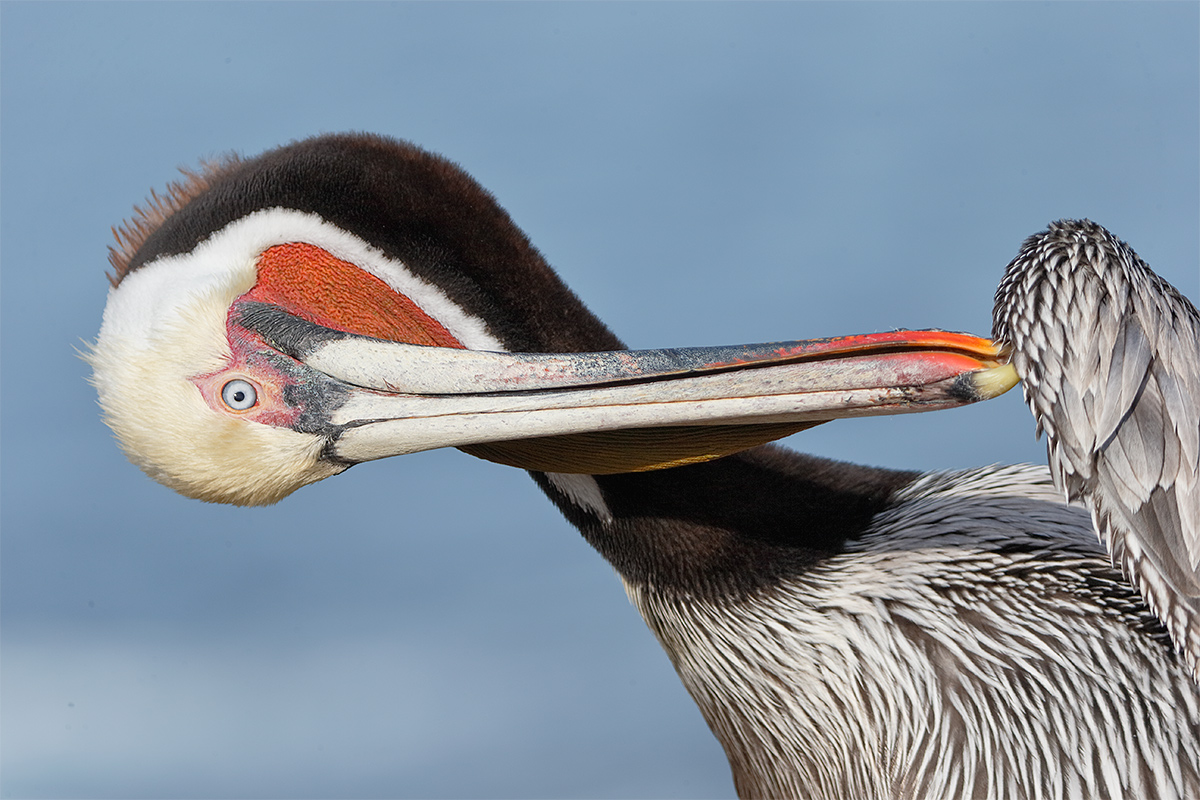 brown-pelican-preening-horz-head-_y7o0249-la-jolla-ca