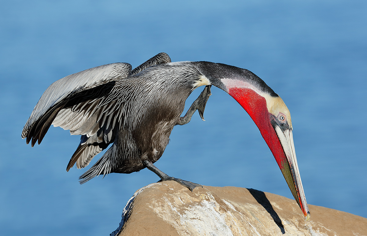 brown-pelican-scratching-_y7o3301-lajolla-ca