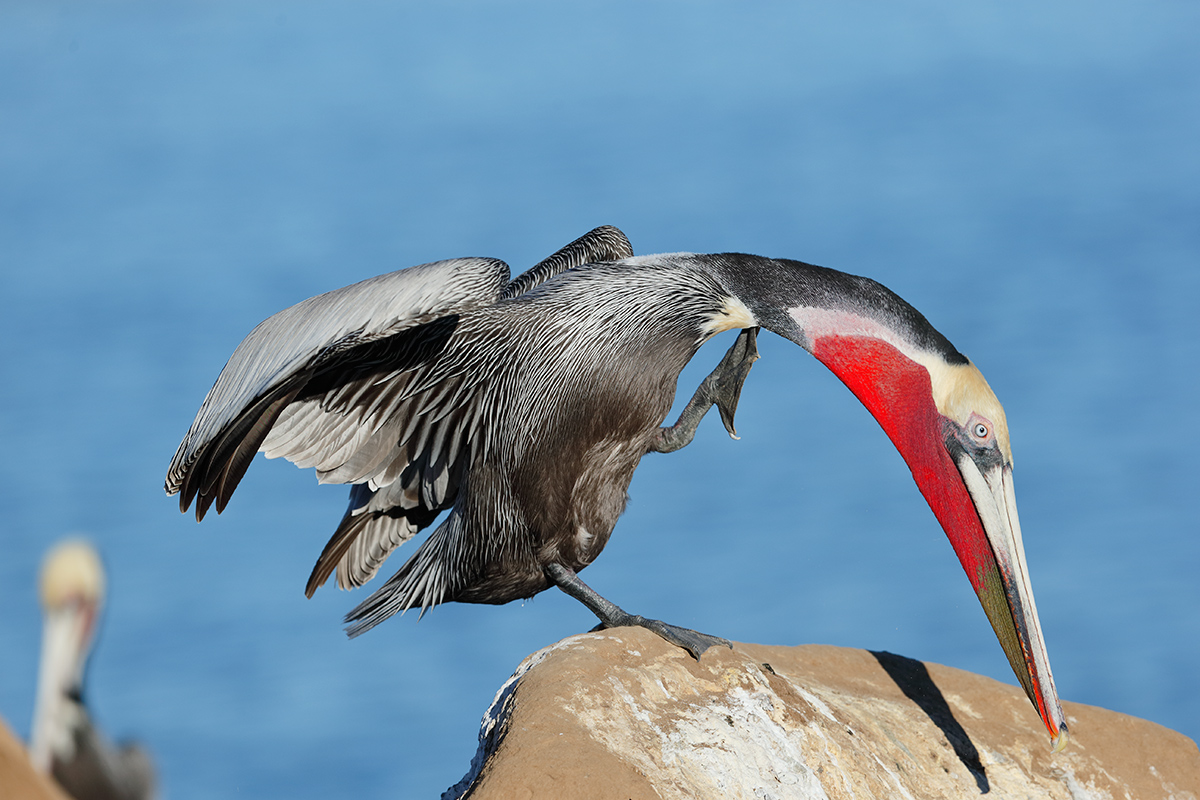 brown-pelican-scratching-orig-_y7o3301-lajolla-ca