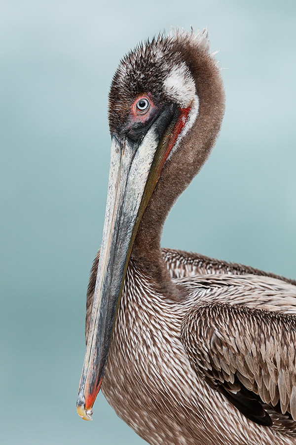 brown-pelican-strange-plumage_t0a0266-la-jolla-ca