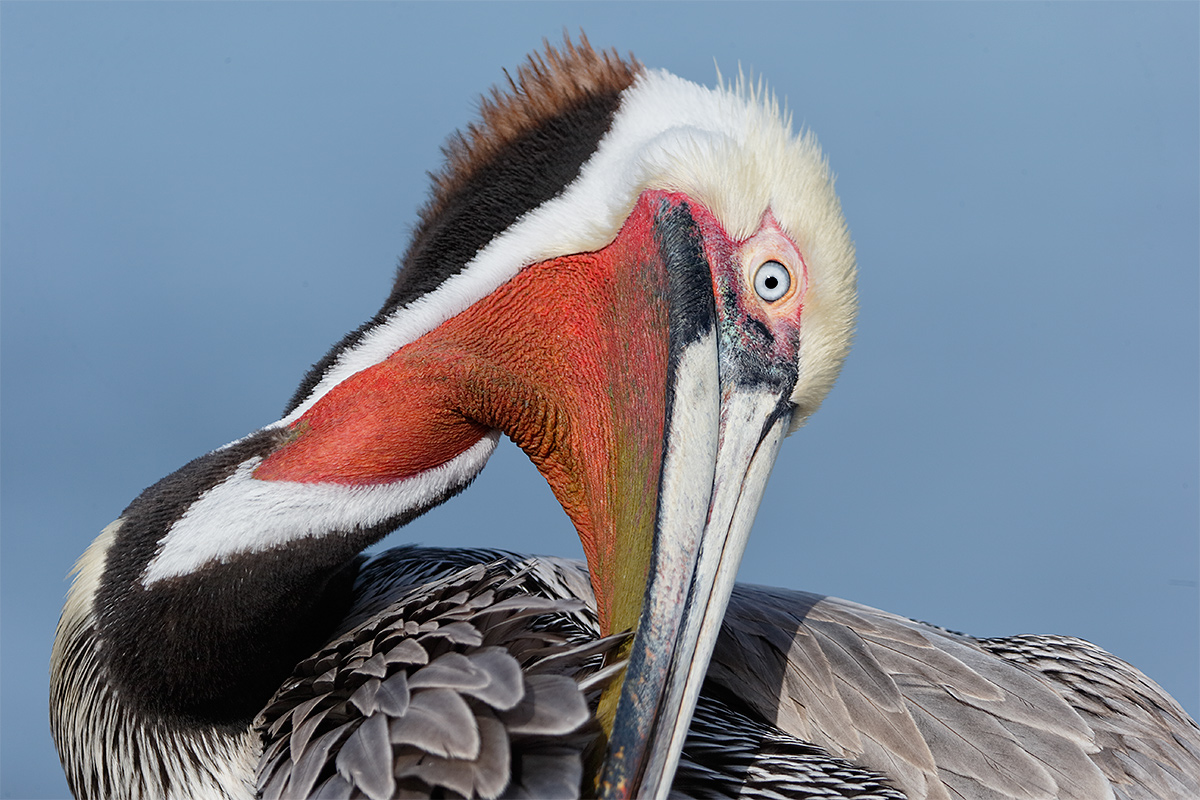 brown-pelican-tight-preening