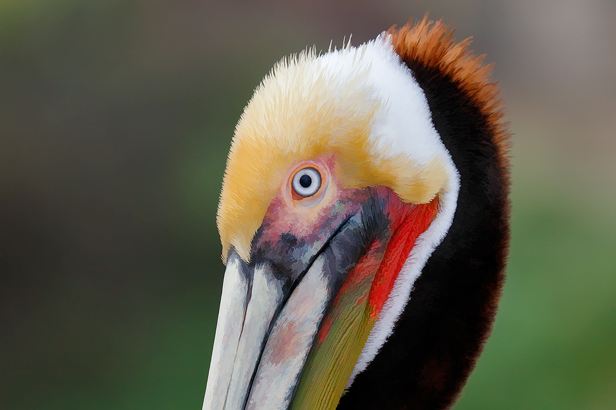 brown-pelican-topaz-buz-sim-head-portrait-breeding-plumage-_r7a4482-la-jolla-ca-copy
