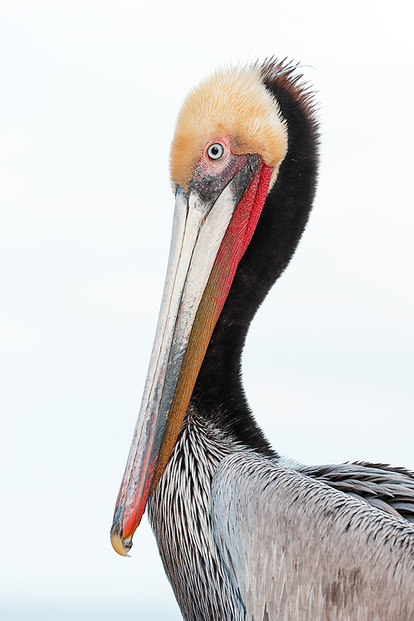 brown-pelican-vert-head-and-neck-_y7o9416-la-jolla-ca
