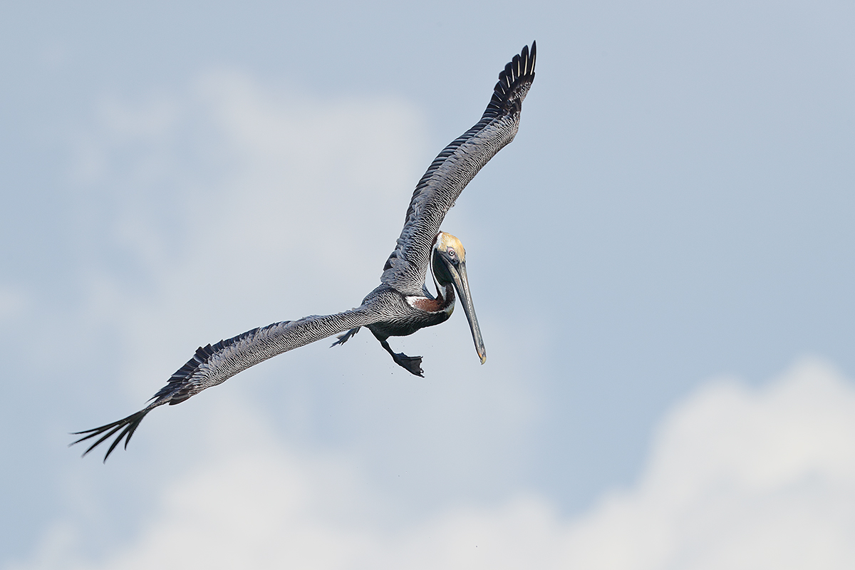 brown-pelican-wheeling-in-flight-_a0i0532fort-desoto-park-st-petersburg-fl