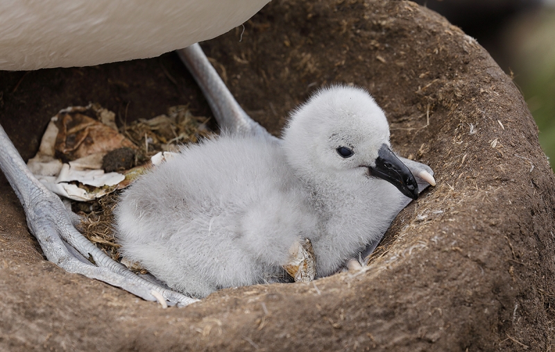 Black-browed-Albatross-one-day-old-chick-_P3A6837-Saunders-Island--The-Neck,-The-Falklands