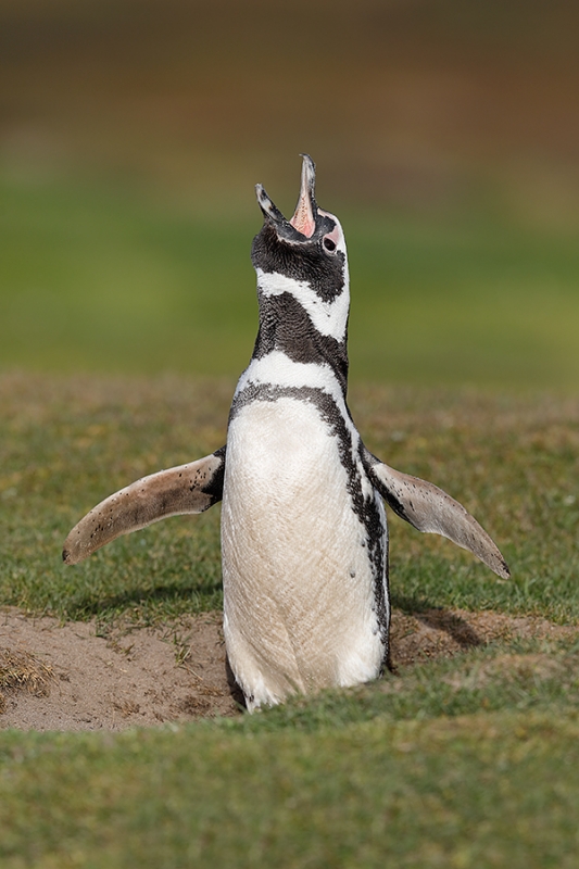 Magellanic-Penguin-displaying-by-burrow-_W5A8591--Bleaker-Island,-The-Falklands