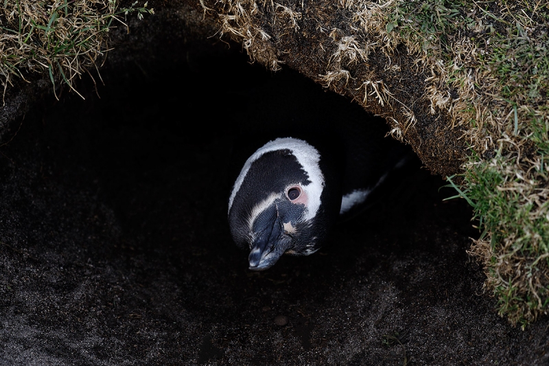 Magellanic-Penguin-in-burrow-curious_P3A9457--Bleaker-Island,-The-Falklands