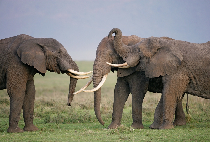 african-elephants-young-males-playing-_l8x1005-ngorongoro-crater-tanzania