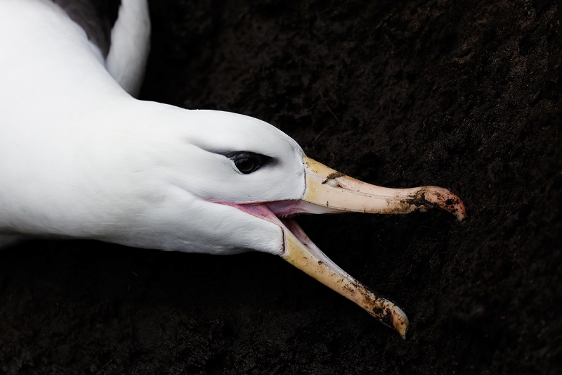 black-browed-albatross-collecting-mud-for-nest-_p3a6826-saunders-island-the-neck-the-falklands