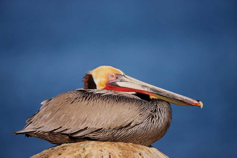 brown-pelican-robt_i7j3538la-jolla-ca_0