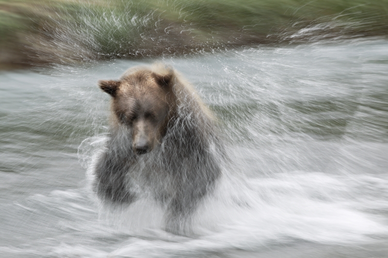 coastal-brown-bear-jumping-on-salmon-1-15-sec-_w3c0574-geographic-harbor-katmai-national-park-ak