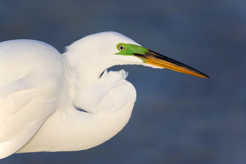 great-egret-breeding-plumage-_e0w9020-little-estero-lagoon-ft-myers-bch-fl_2