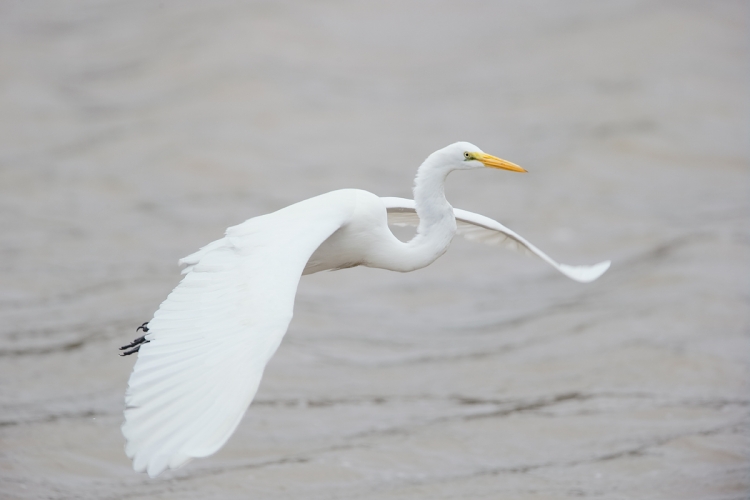 great-egret-in-flight-_y7o2422-huntington-beach-state-park-sc