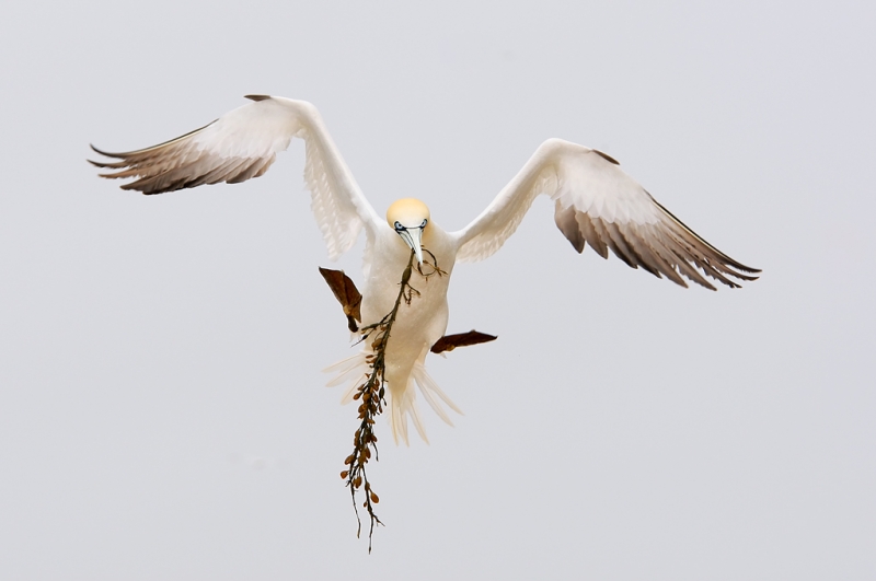 northern-gannet-awkward-landing-w-nesting-matl-_o0w7788-bonaventure-island-quebec-canada-copy